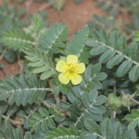 Tribulus terrestris L.